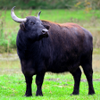 ไอคอนของโปรแกรม: Buffalo Sounds