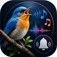 程序图标：Birds Sounds  Birds Ringt…