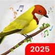 أيقونة البرنامج: Birds Sounds  Birds Ringt…
