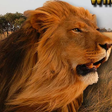Icon of program: Angry Lion Wild Simulator