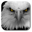 程序图标：Eagle Live Wallpaper