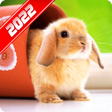 プログラムのアイコン：Cute Animal Wallpaper