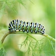 Icon of program: Caterpillar HD Wallpapers…