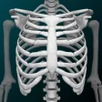 Bones 3D Anatomy