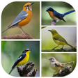 Иконка программы: Suara Pikat Burung Kecil …