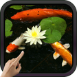 程序图标：Koi Fish Video Live Wallp…