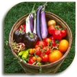 プログラムのアイコン：Vegetable Gardening (Guid…