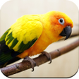 程序图标：Parrot Wallpaper HD