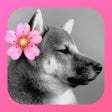 ไอคอนของโปรแกรม: Crofile: Upgrade your Pro…