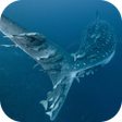 程序图标：Whale Shark. Wallpapers