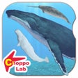 Whales  Dolphins of the World -Simple Pictorial Book Kids Game - icon
