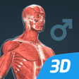 Icon of program: Human body male 3D scene