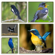 Icon of program: Video Kicau Master Burung