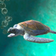 程序图标：Ocean Turtle Adventure Ga…