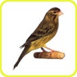 Programın simgesi: Canary Timbrado HD