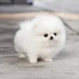 プログラムのアイコン：Fluffy Animals Wallpapers…