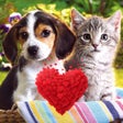 Ikon program: Lovely Animals