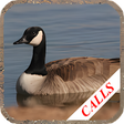 Иконка программы: Goose hunting Calls