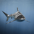 Ícone do programa: Shark Wallpaper