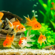 プログラムのアイコン：Fish On Screen 3D Wallpap…
