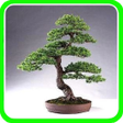 程序图标：Bonsai Trees Designs