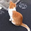 Icon of program: みんな猫になれ