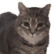 Ikona programu: oiia cat
