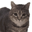 プログラムのアイコン：oiia cat