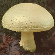 Icoon van programma: Paddenstoelen