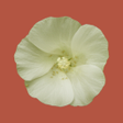 Programikonen: Rare Plants of the Pilbar…