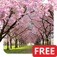 Icon of program: Spring Cherry Blossom Liv…