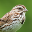 Ikona programu: Sparrow Bird Sounds