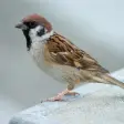 Sparrow Bird Sounds