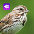 Ícone do programa: Sparrow Bird Sounds