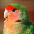 Ikon program: Agapornis Canto