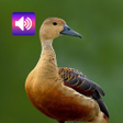 Ícone do programa: Anatidae Sound