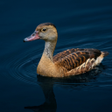 プログラムのアイコン：Anatidae Sound