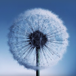 プログラムのアイコン：Galaxy S3 Dandelion LWP