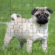 Icon of program: Pugs jigsaw puzzle dogs