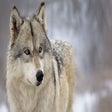 Ikona programu: Wolf Wallpaper
