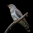 Icoon van programma: Appp.io - Cuckoo Sounds