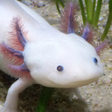 Icon of program: Axolotl Pet