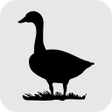 Ikon program: Ducklang