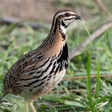 プログラムのアイコン：Quail Bird Sounds