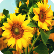 程序图标：Sunflower Wallpaper