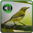 Ikon program: Kicau Master Pleci