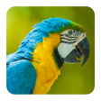プログラムのアイコン：Bird Sounds