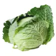 Cabbage from A to Z