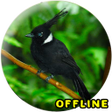 Icon of program: Masteran Cililin Durasi P…