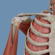 VOKA Pathology 3D icon